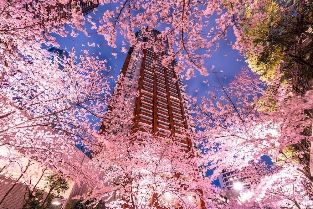 Воробьевы горы сакура. Роппонги Сакурадзака. Roppongi Hills в Японии Ханами. Сакурадзака парк. Сакурадзаки город.