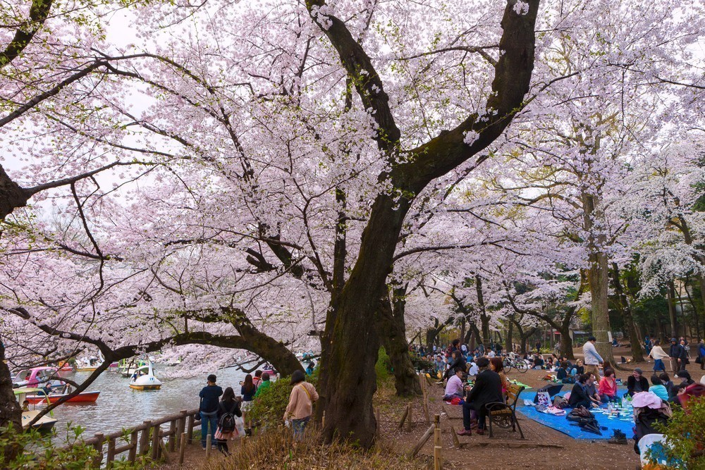 5. INOKASHIRA PARK – TOKYO