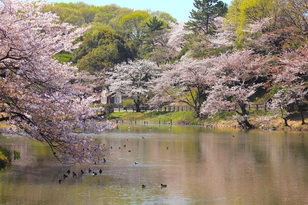 8. MITSUIKE PARK – KANAGAWA