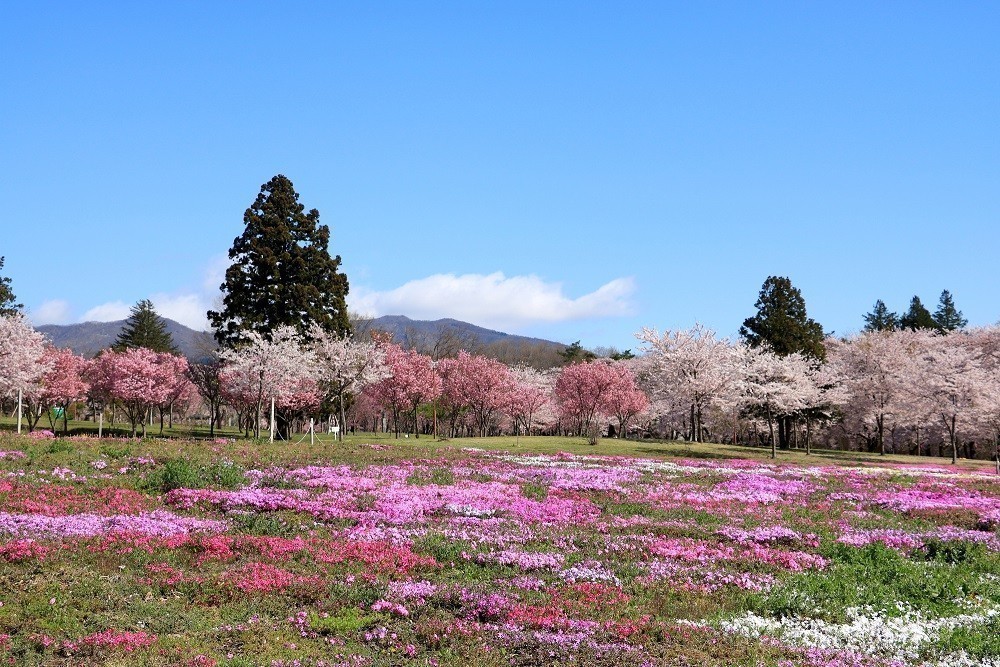 9. AKAGI NANMEN SENBONZAKURA – GUNMA