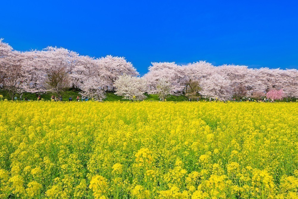 10. GONGENDO PARK – SAITAMA