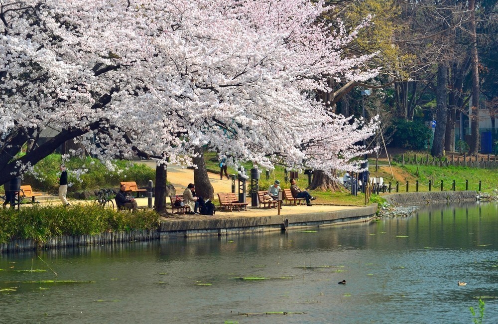 11. OMIYA PARK – SAITAMA