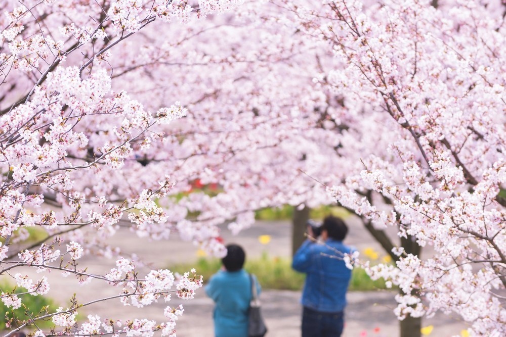13. OMIGAWA SHIROYAMA PARK – CHIBA