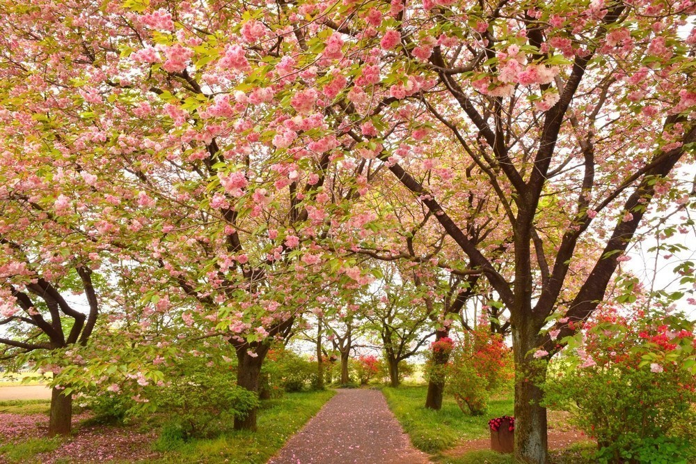 16. TENPYO NO OKA PARK – TOCHIGI