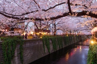 Aklınızı Başınızdan Alacak 17 Sakura Lokasyonu
