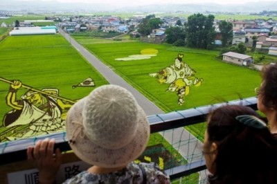Japonya'da Dev Bir Tuval Olan Çeltik Tarlaları 