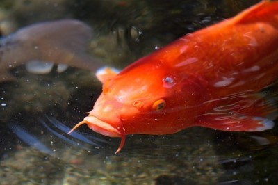 Koi Balıklarının Anlamları Ve Mitolojisi